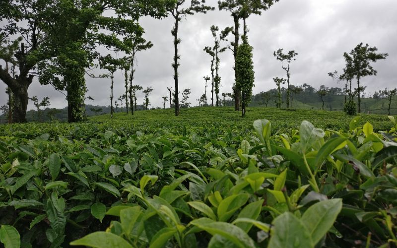 Coffee Country Escape: Coorg & Chikkamagaluru Tour